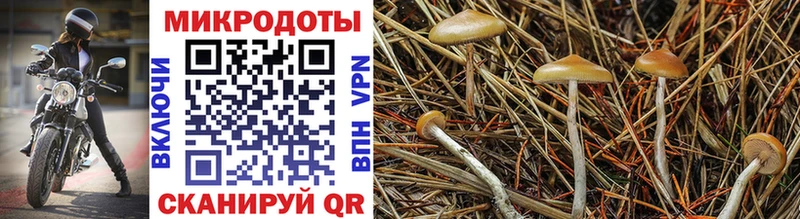 Псилоцибиновые грибы мицелий  где купить наркоту  кракен как войти  Чистополь 